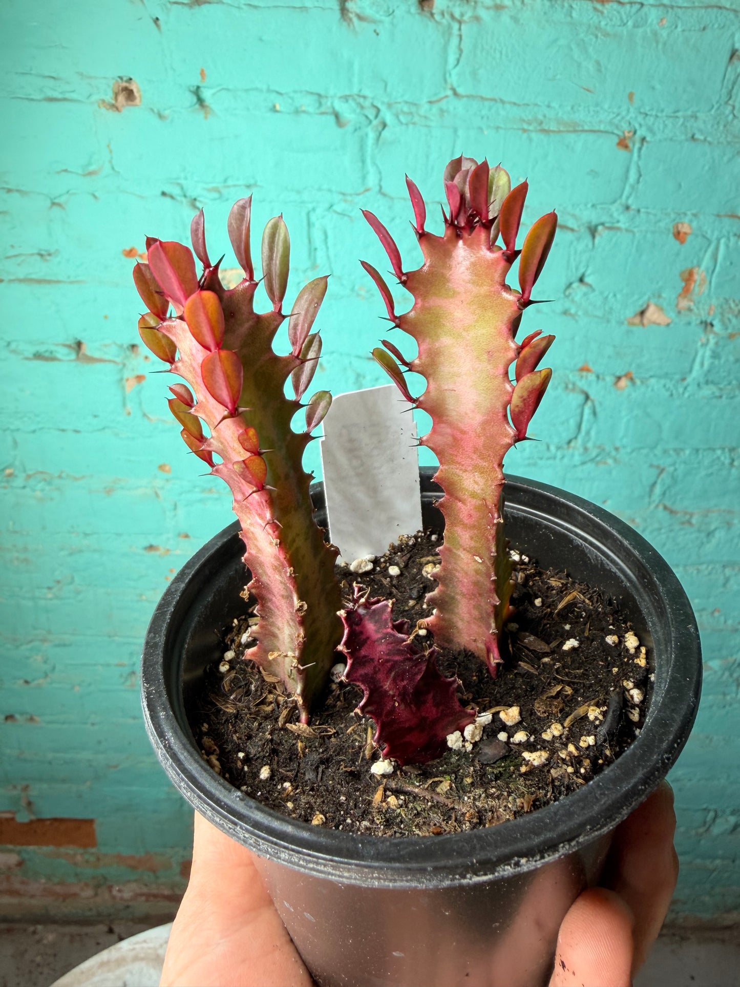 Euphorbia Trigonia Red 4”
