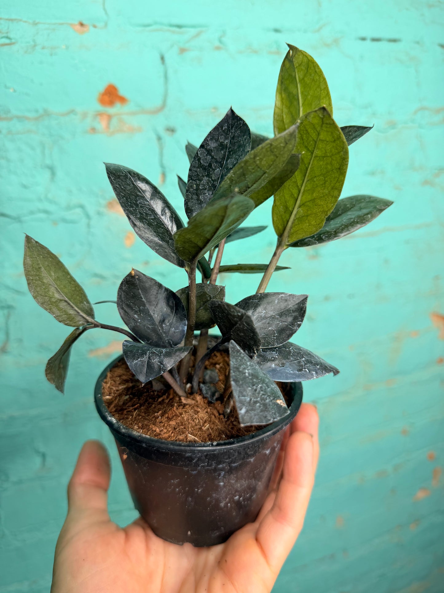 Zz plant- Raven 4”