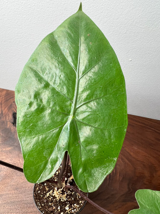 Alocasia Black Stem