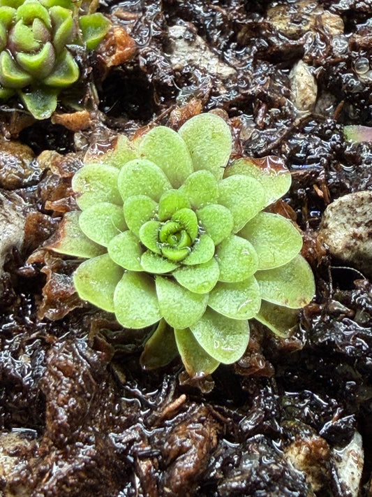 Pinguicula Emarginata ‘Red Gypsicola’