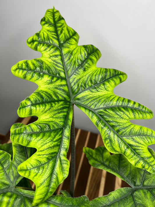 Alocasia Jacklyn (6inch pot)