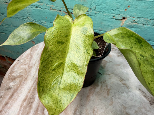 Philodendron Paraiso Verde 4”