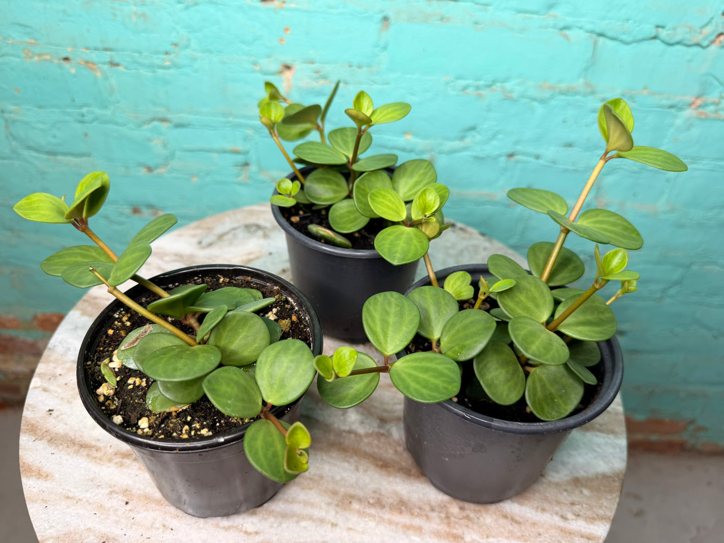 Peperomia Hope 4”