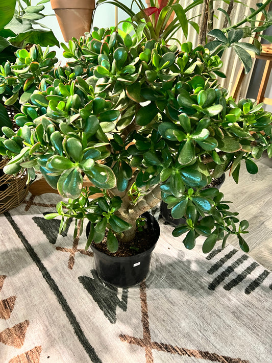 Jade tree 9” flowering -NO SHIPPING