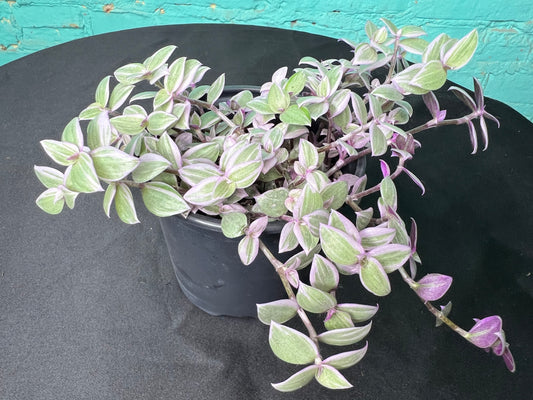 Pink Panther Bolivian Jew- Callisia