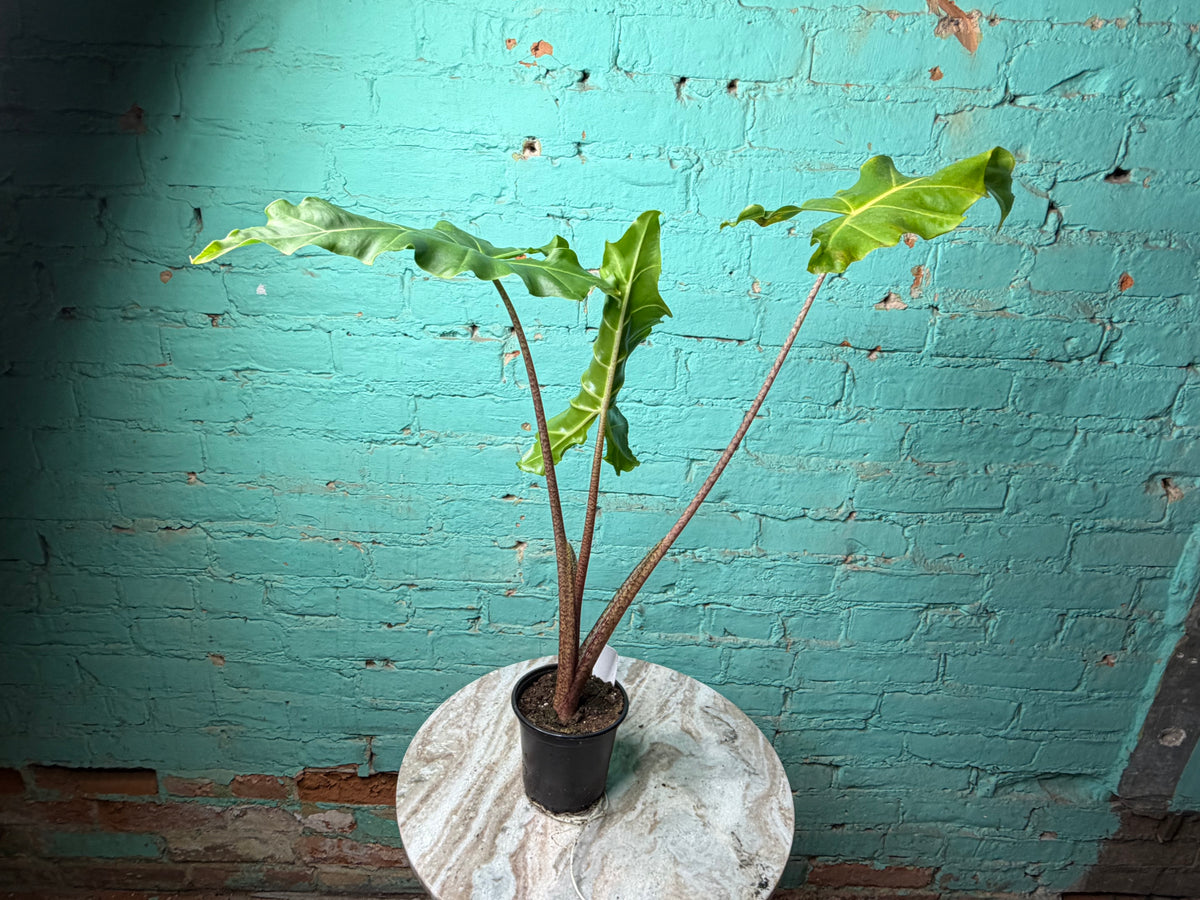 Alocasia Golden Dragon 4”