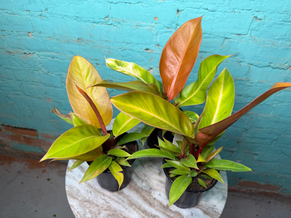 Philodendron Prince Of Orange  4”