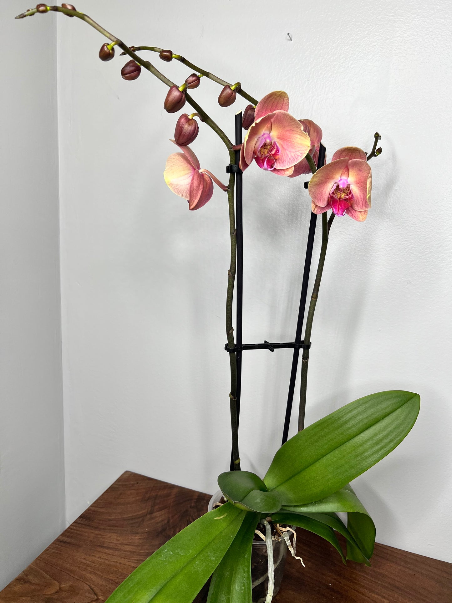 Plalaenopsis Orchid (Moth Orchid) Double Stem