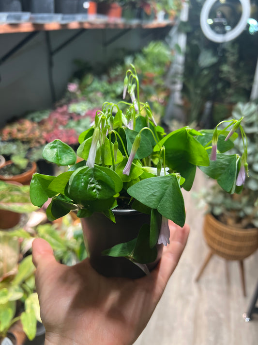 Oxalis Shamrocks