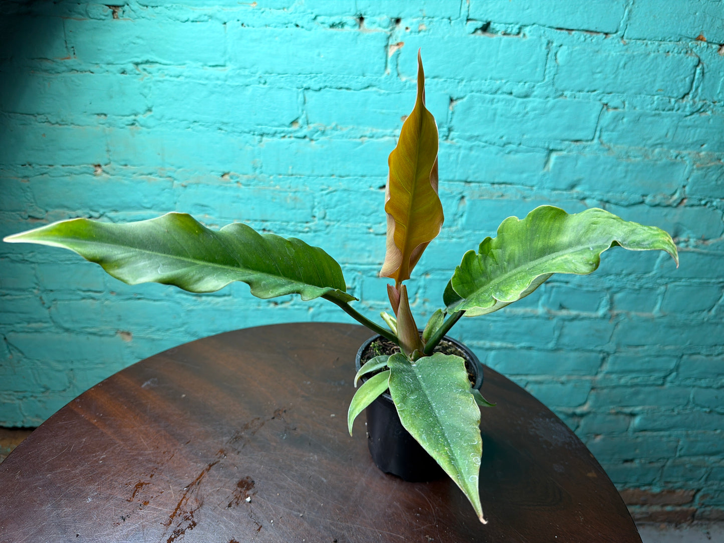 Philodendron Choco Empress 4”