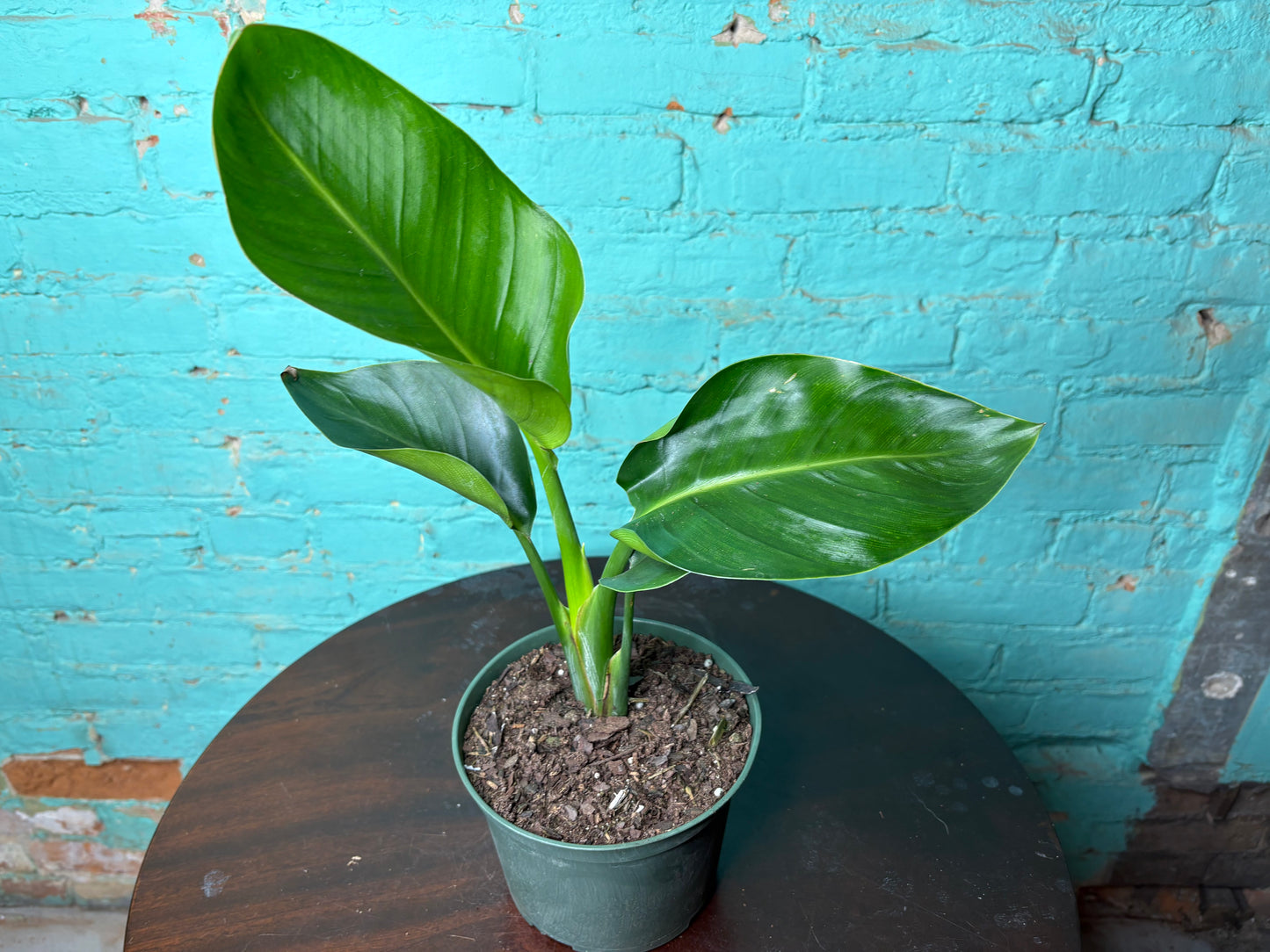 Bird of Paradise White 6”