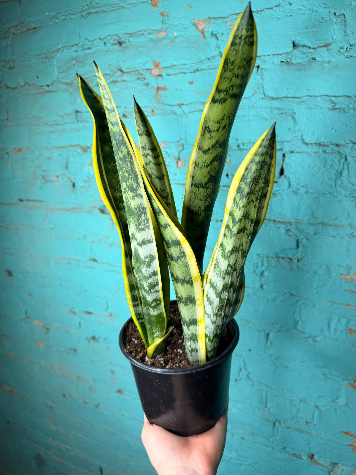 Snake Plant 6”