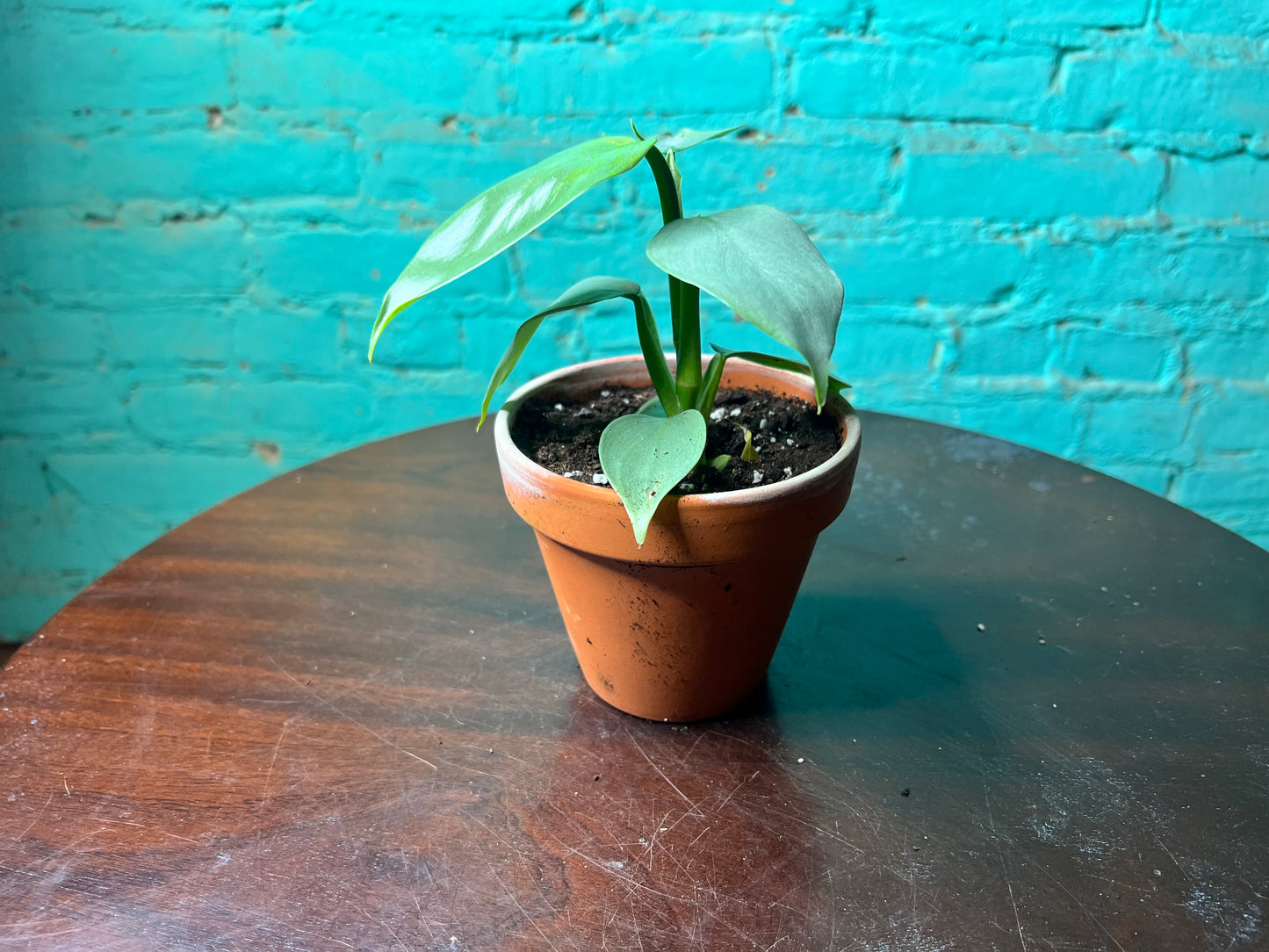 Philodendron Silver Sword 4” Clay