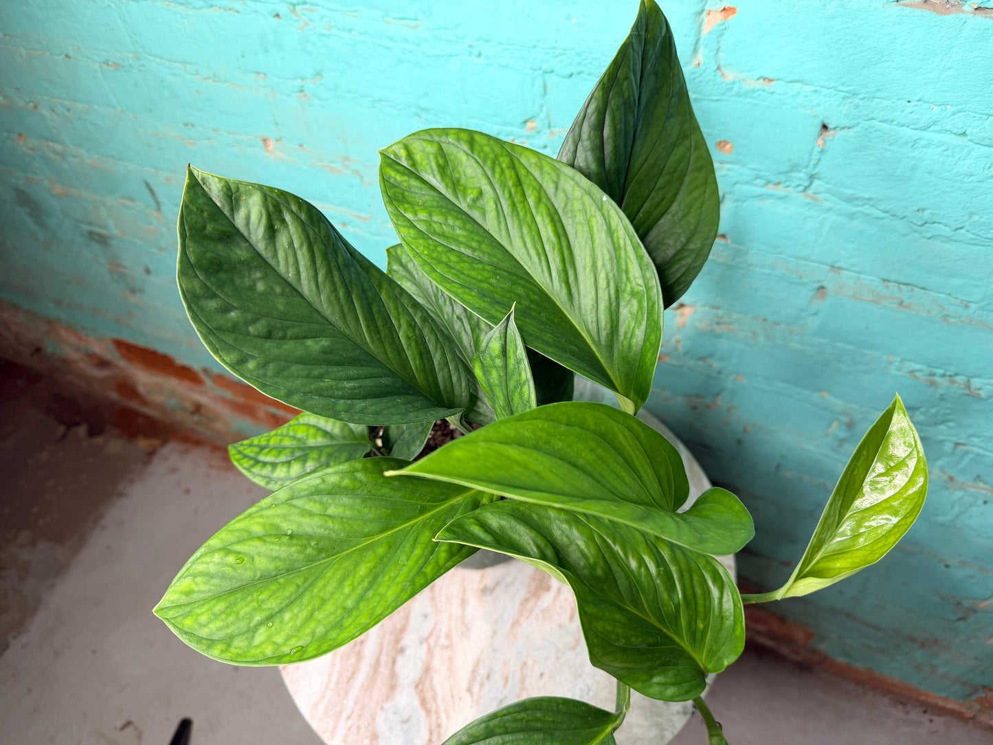 Monstera Pinnatipartita 6”