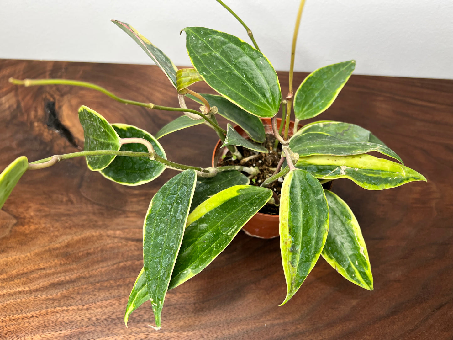 Hoya Macrophylla Variegata 4” (Pot of Gold)