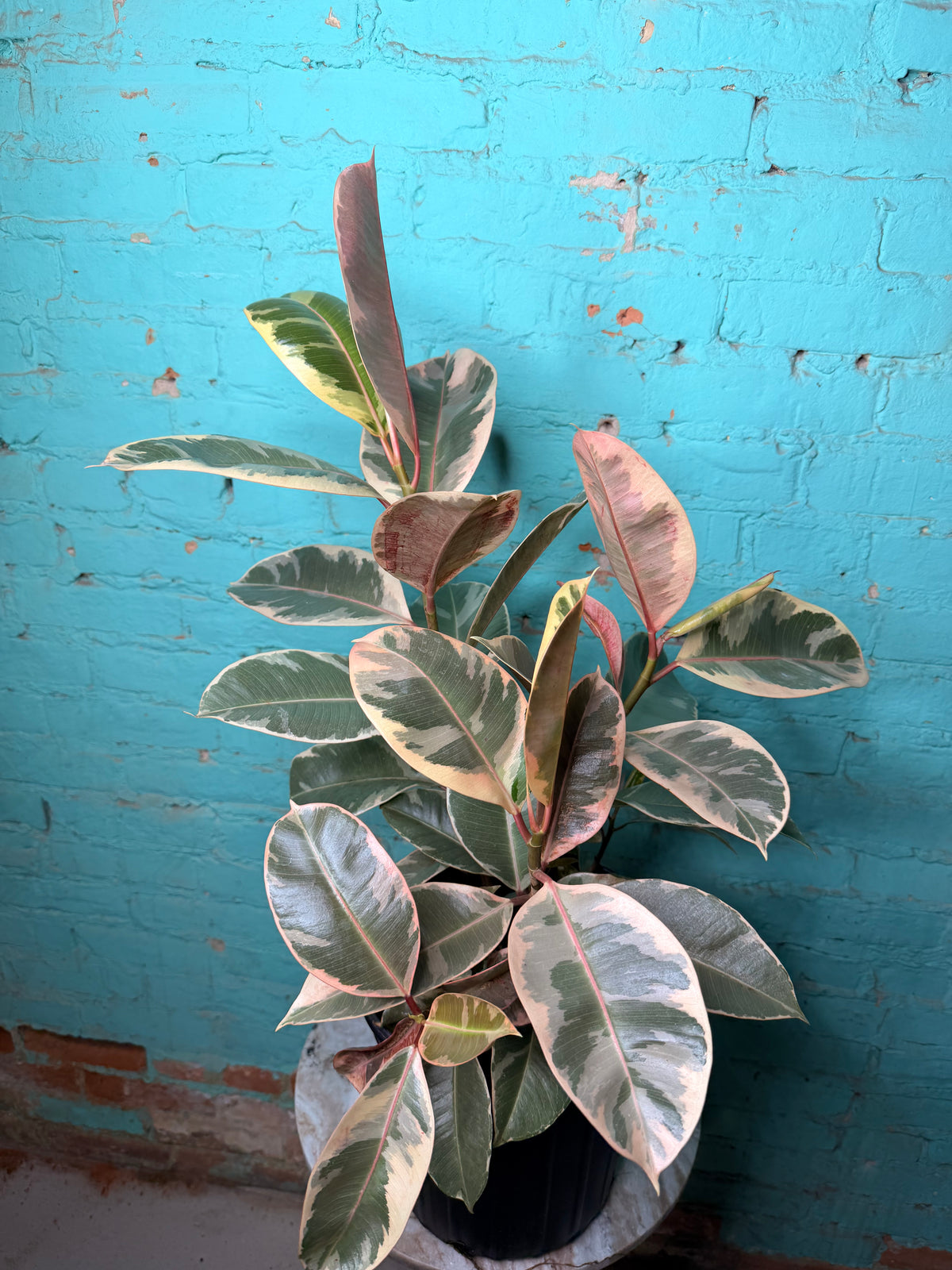 Rubber Tree Tineke 8”