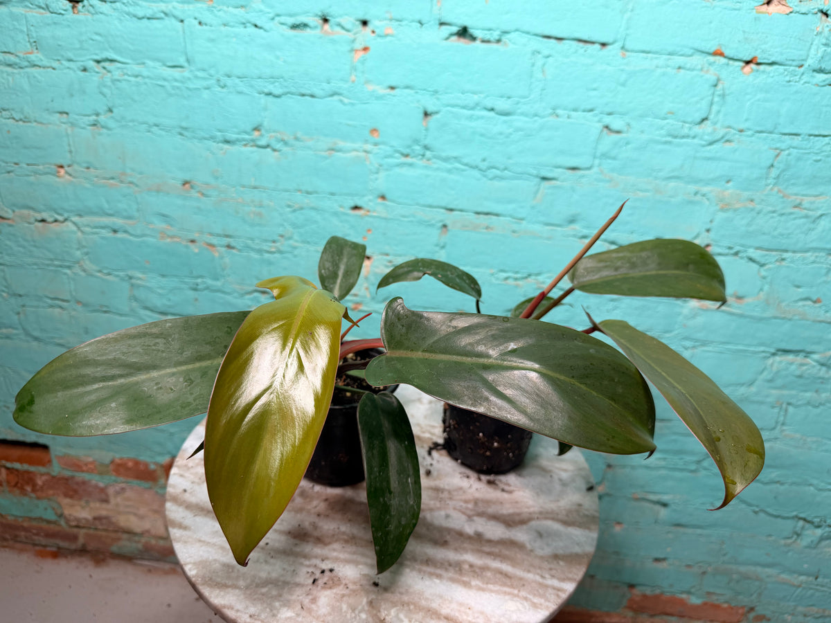 Philodendron Sayaka 4”