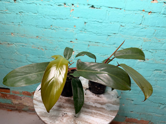 Philodendron Sayaka 4”
