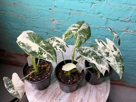 Alocasia Frydek Variegated 4”