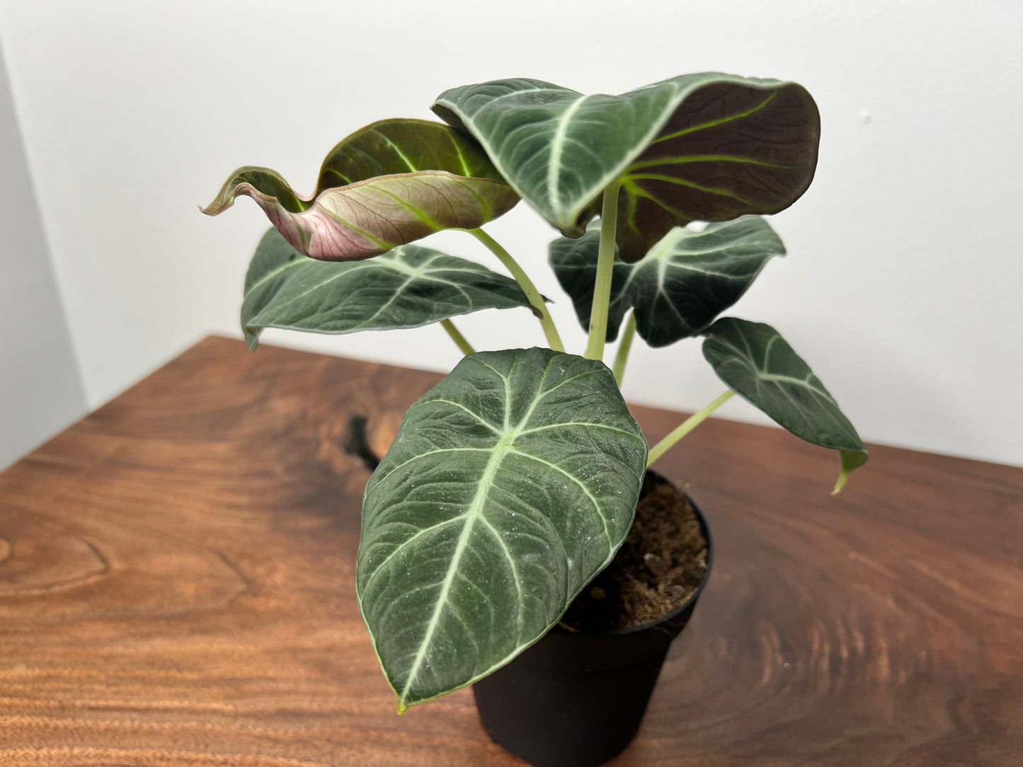 Alocasia-Black velvet