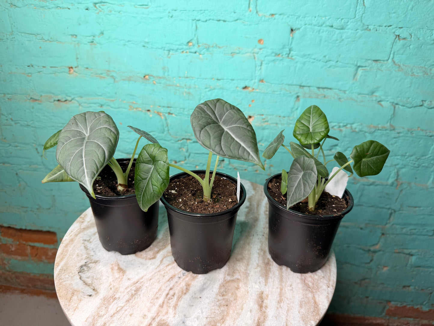 Alocasia Maharan 4” ‘Grey Dragon’