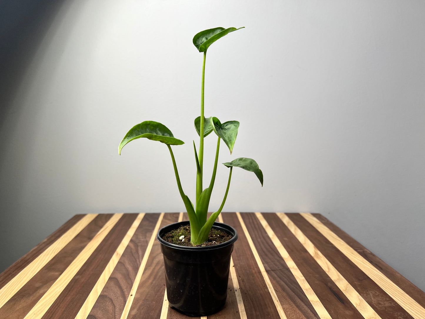 Alocasia Tiny Dancer