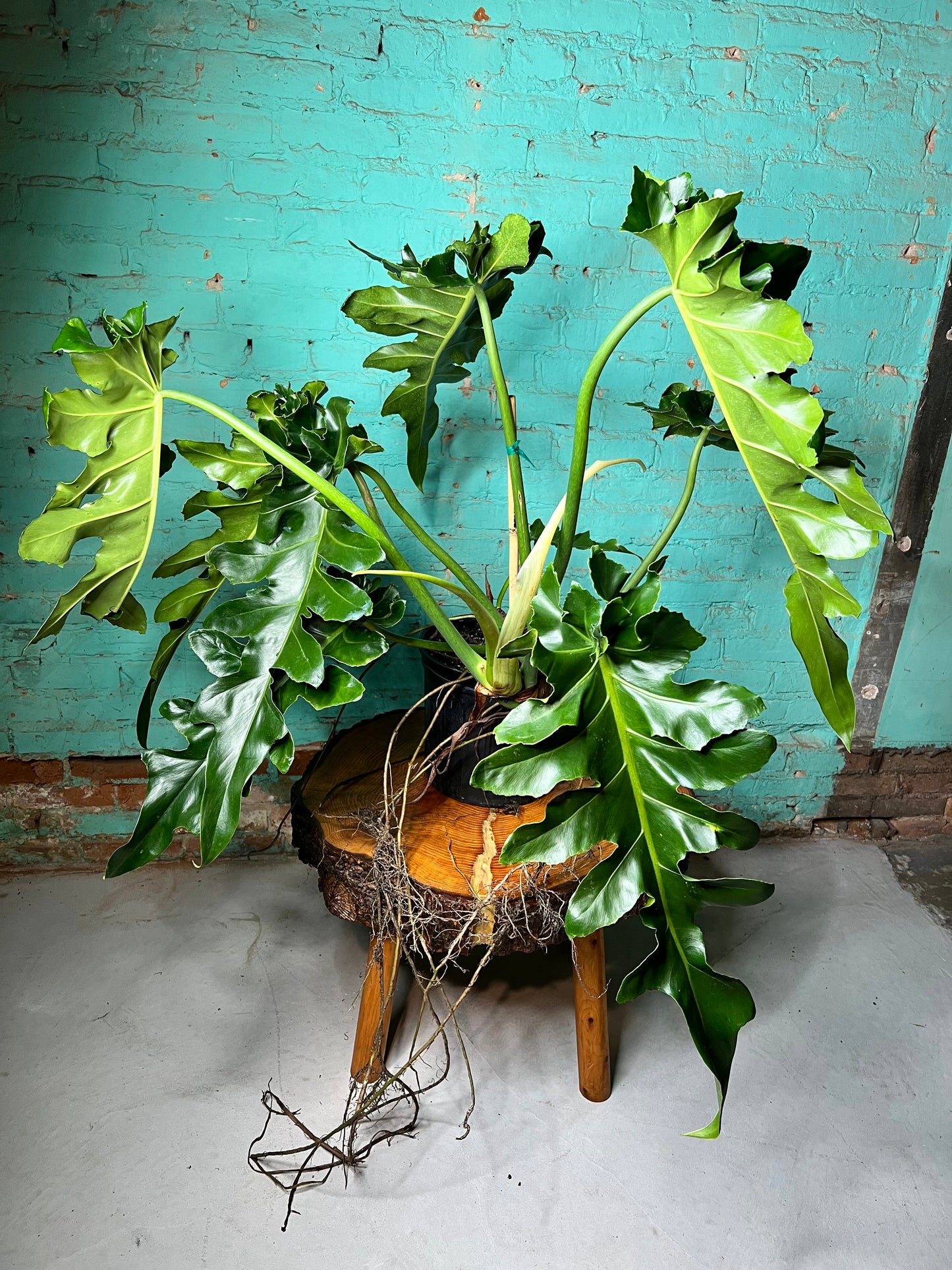 Philodendron Bob Cee 10” mature