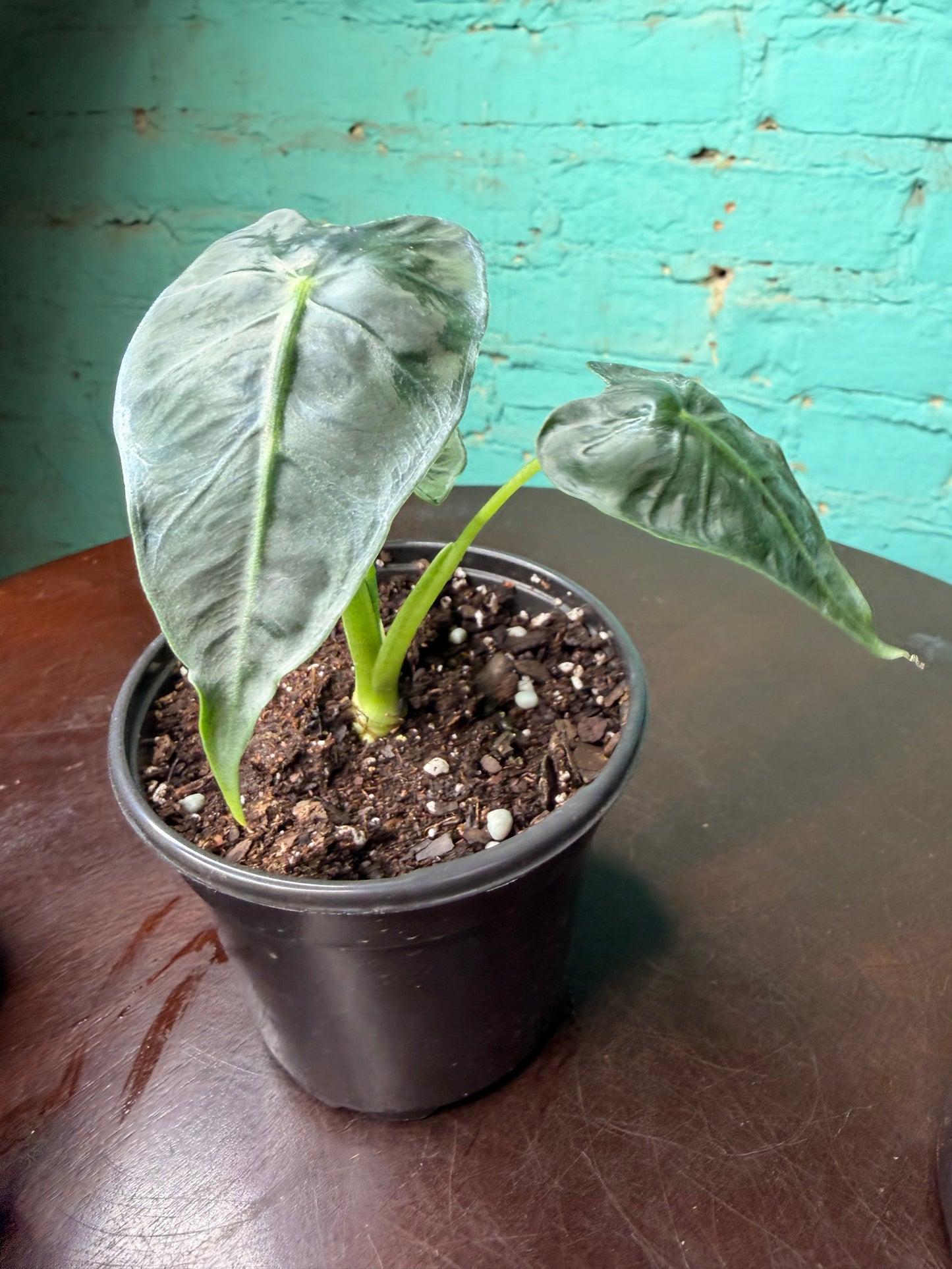 Alocasia Micholitziana ‘Frydek Tattoo’ 4”