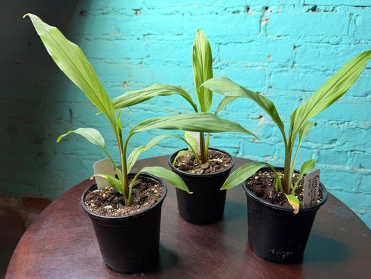 Curcuma “Thaispice Red” 4”
