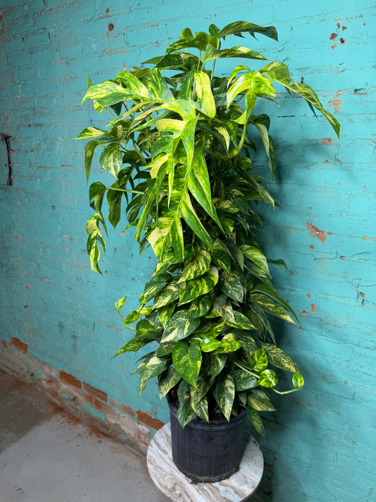 Epipremnum Pinnatum Yellow Flame 10” totem 47”