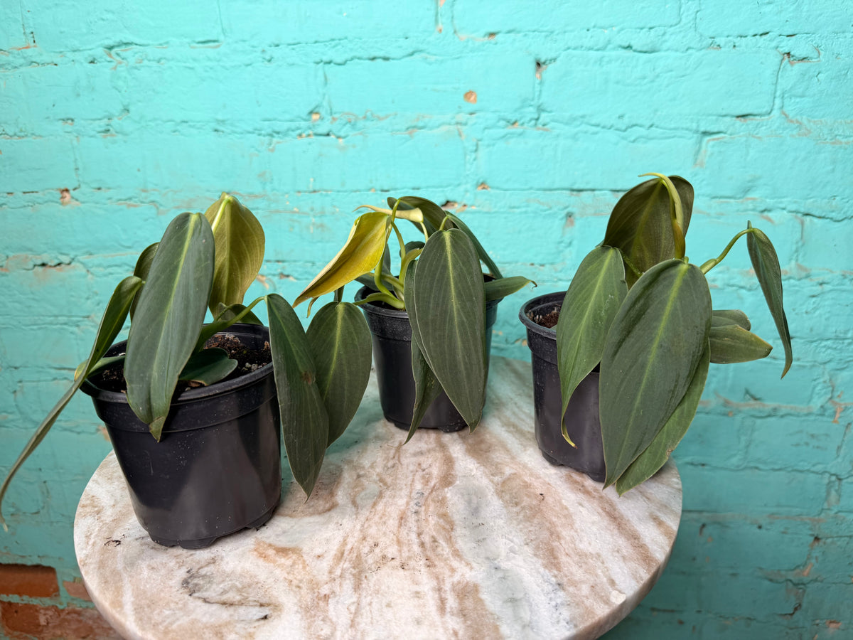 Philodendron Gigas 4”