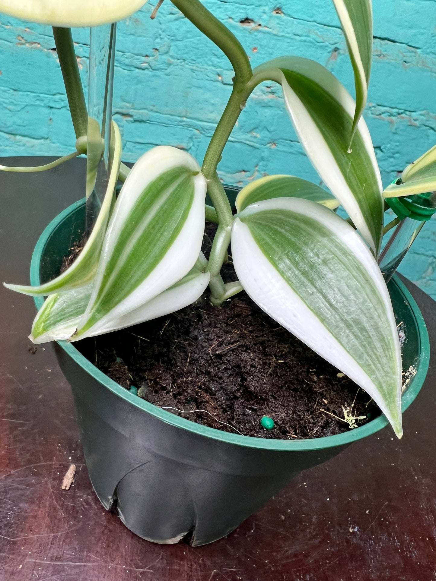 Vanilla Bean Orchids Trellis