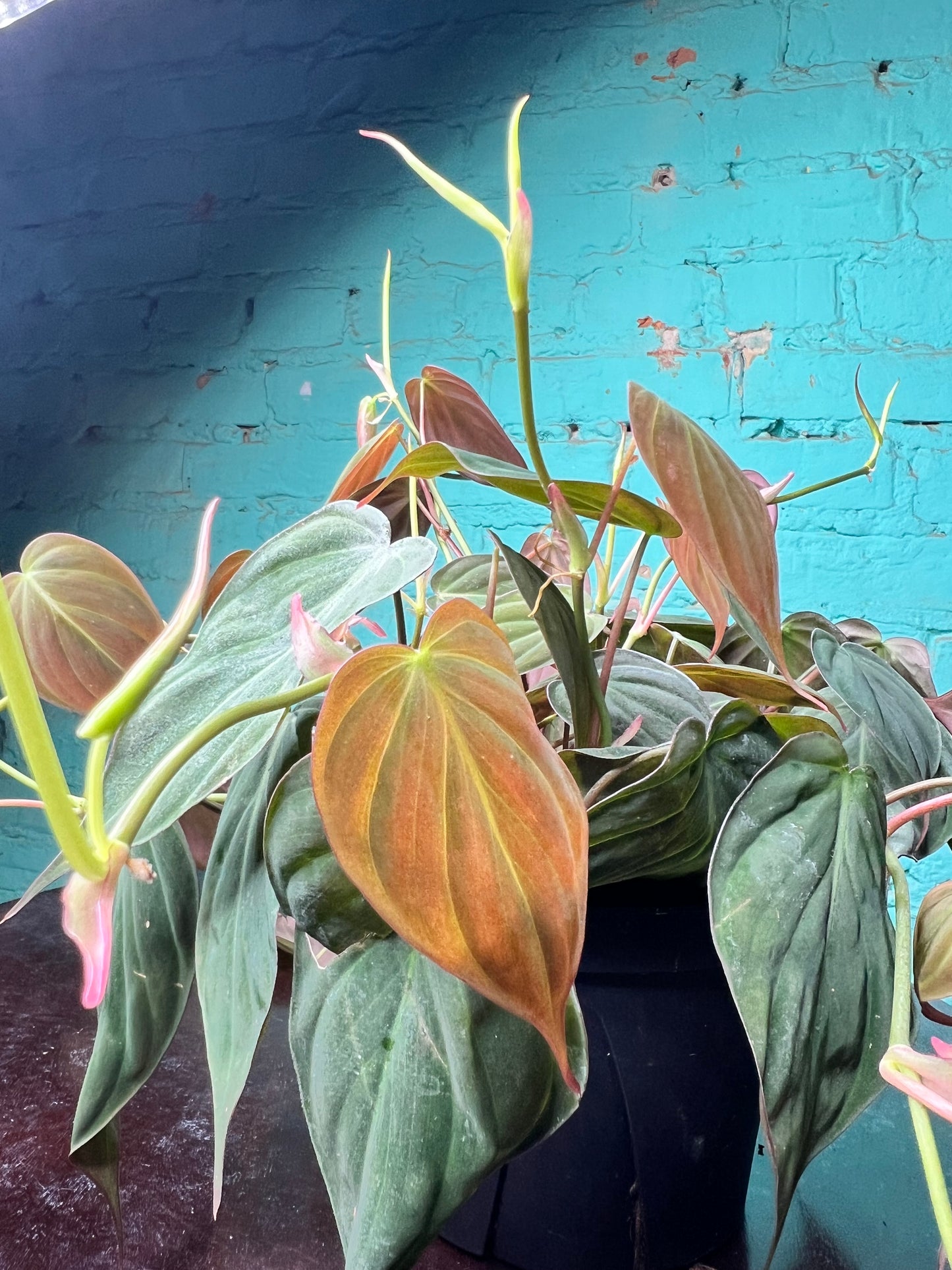 Philodendron Mican 6”