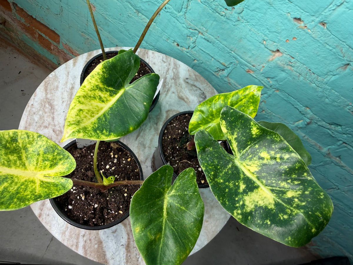 Alocasia New Guinea Gold 4”