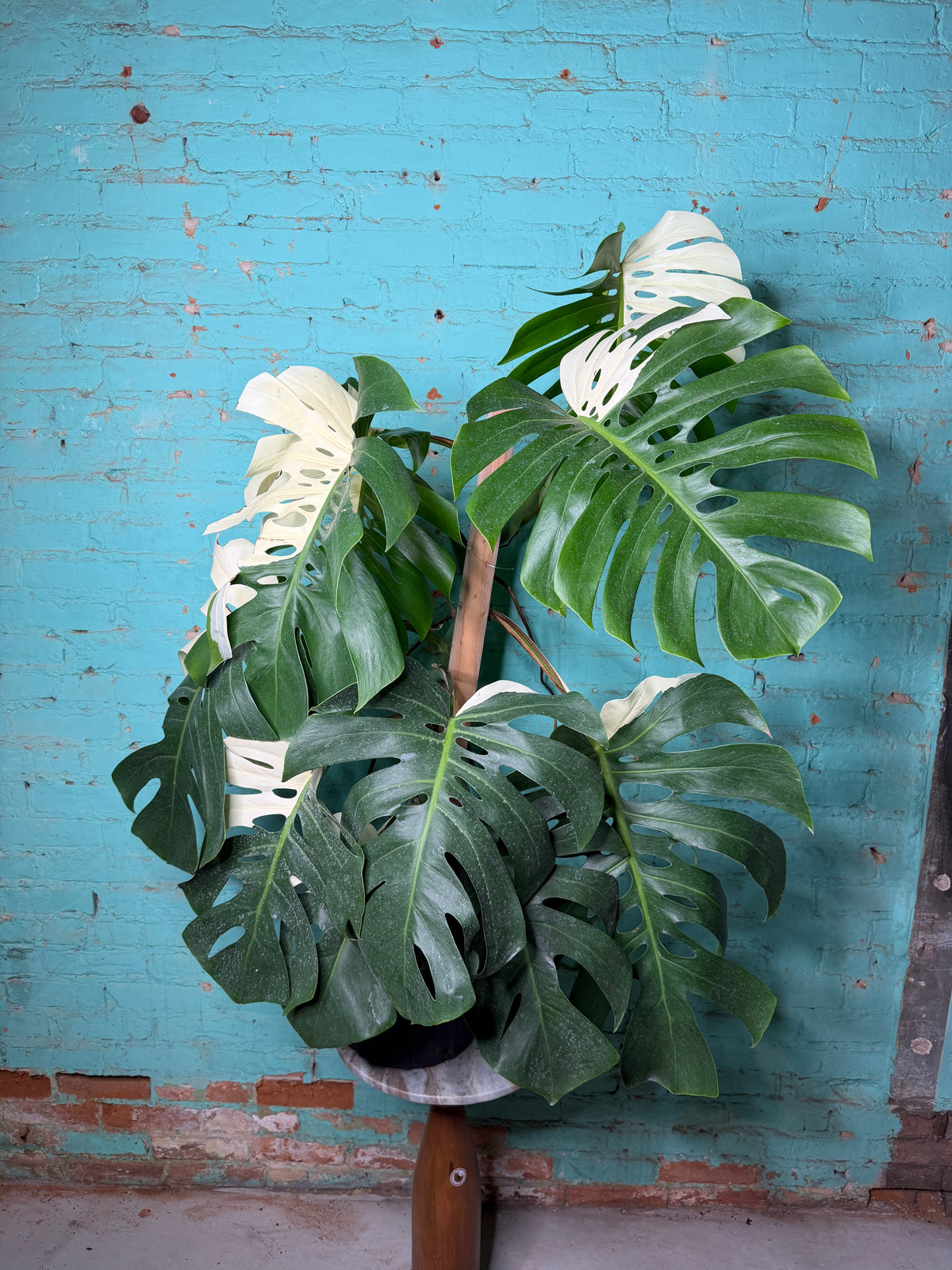 Monstera Deliciosa Albo 10”