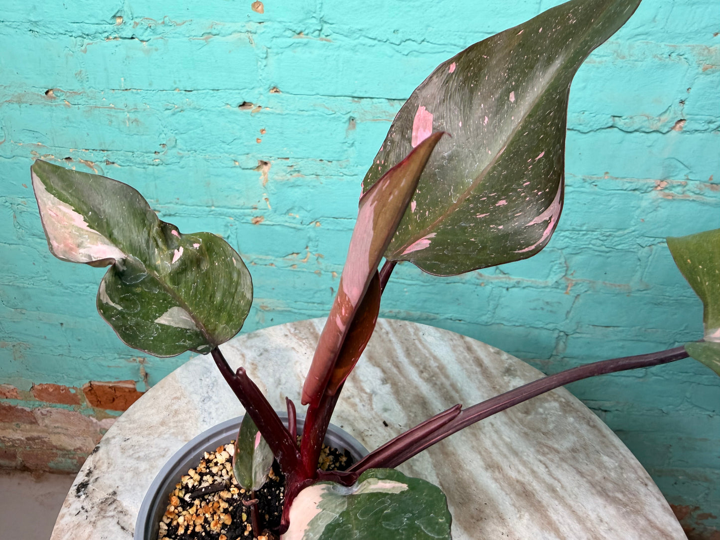 Philodendron Pink Strawberry Creame