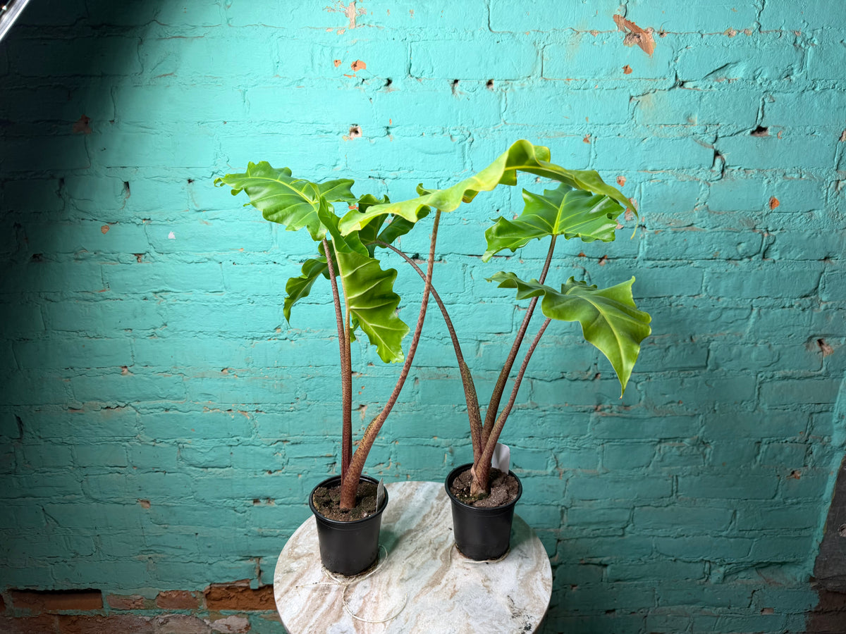 Alocasia Golden Dragon 4”
