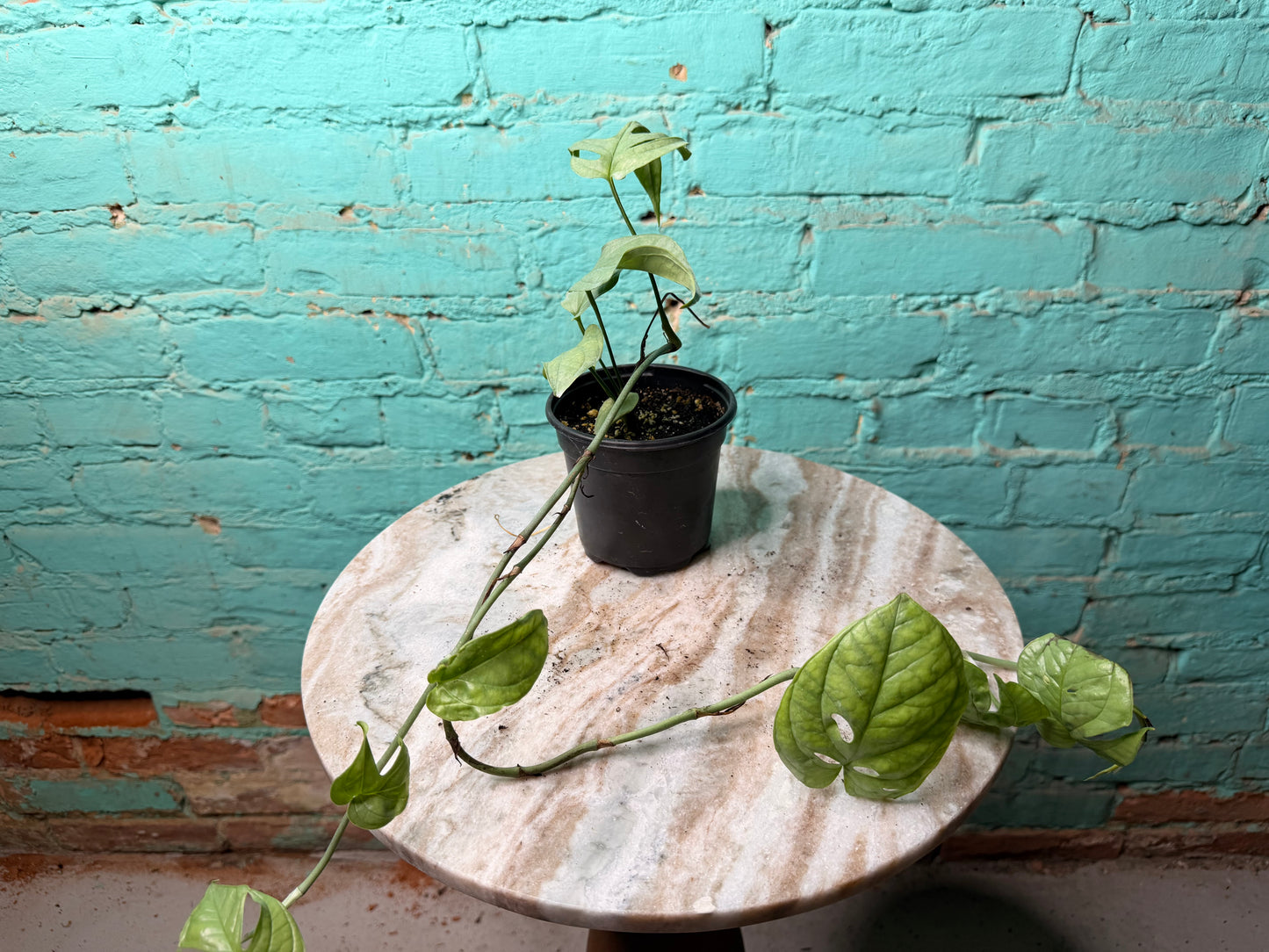 Amydrium Medium Silver 4” (“Monstera Spider-Man)