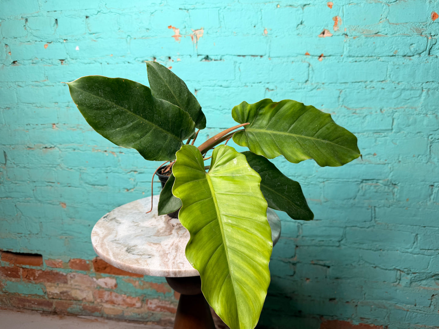 Philodendron Jungle Fever 4”