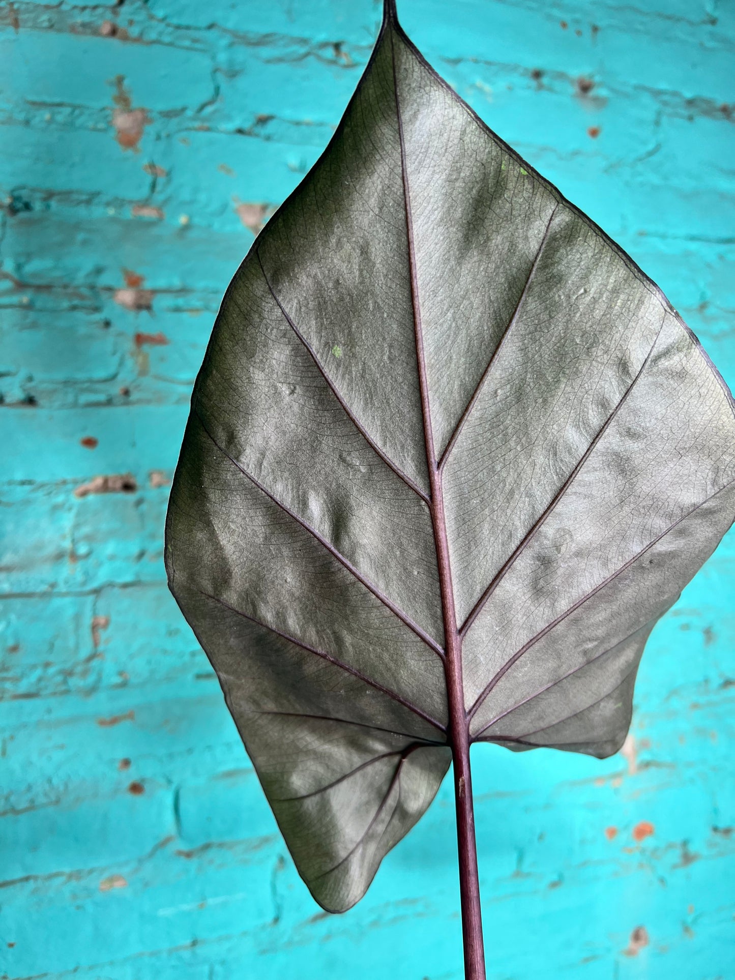 Alocasia Metalhead 6”