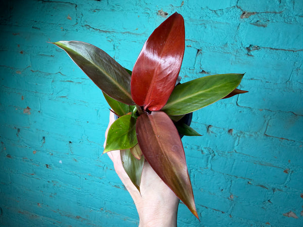 Philodendron ‘Red Sun’ 4”
