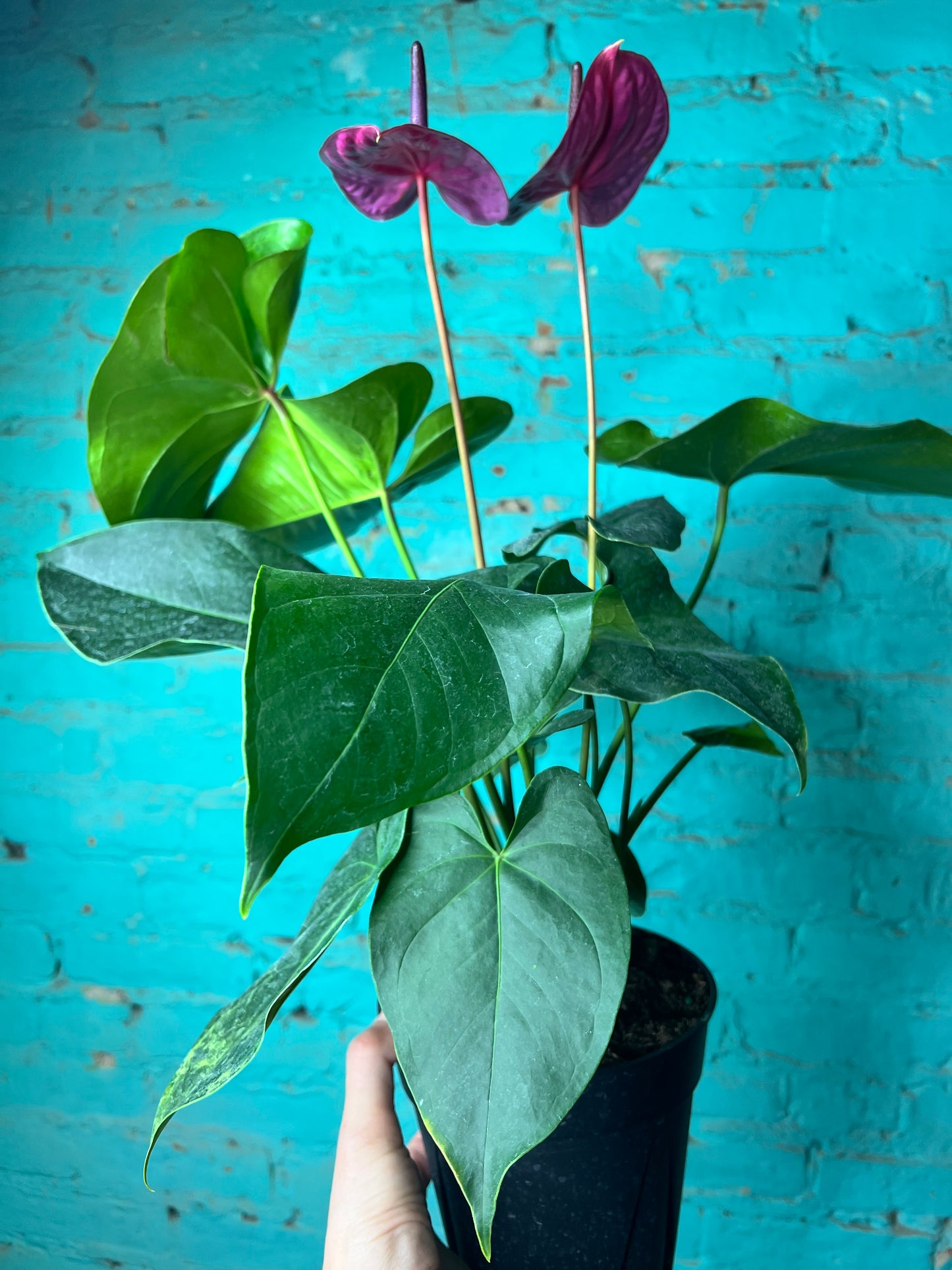 Anthurium Purple 6”