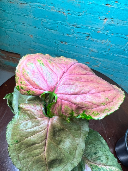 Syngonium Strawberry Ice 4”