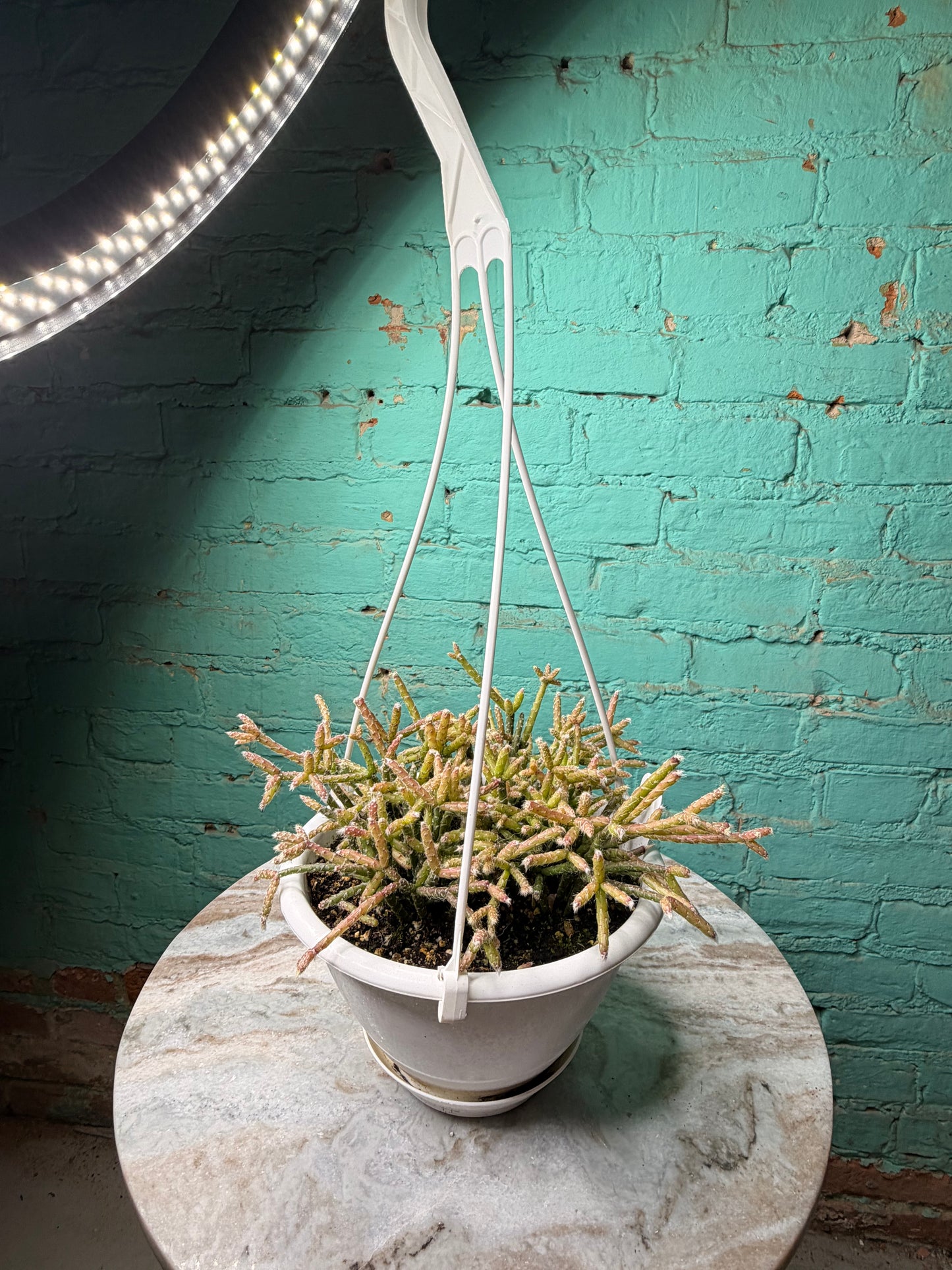 Rhipsalis Pilocarpa 6” basket