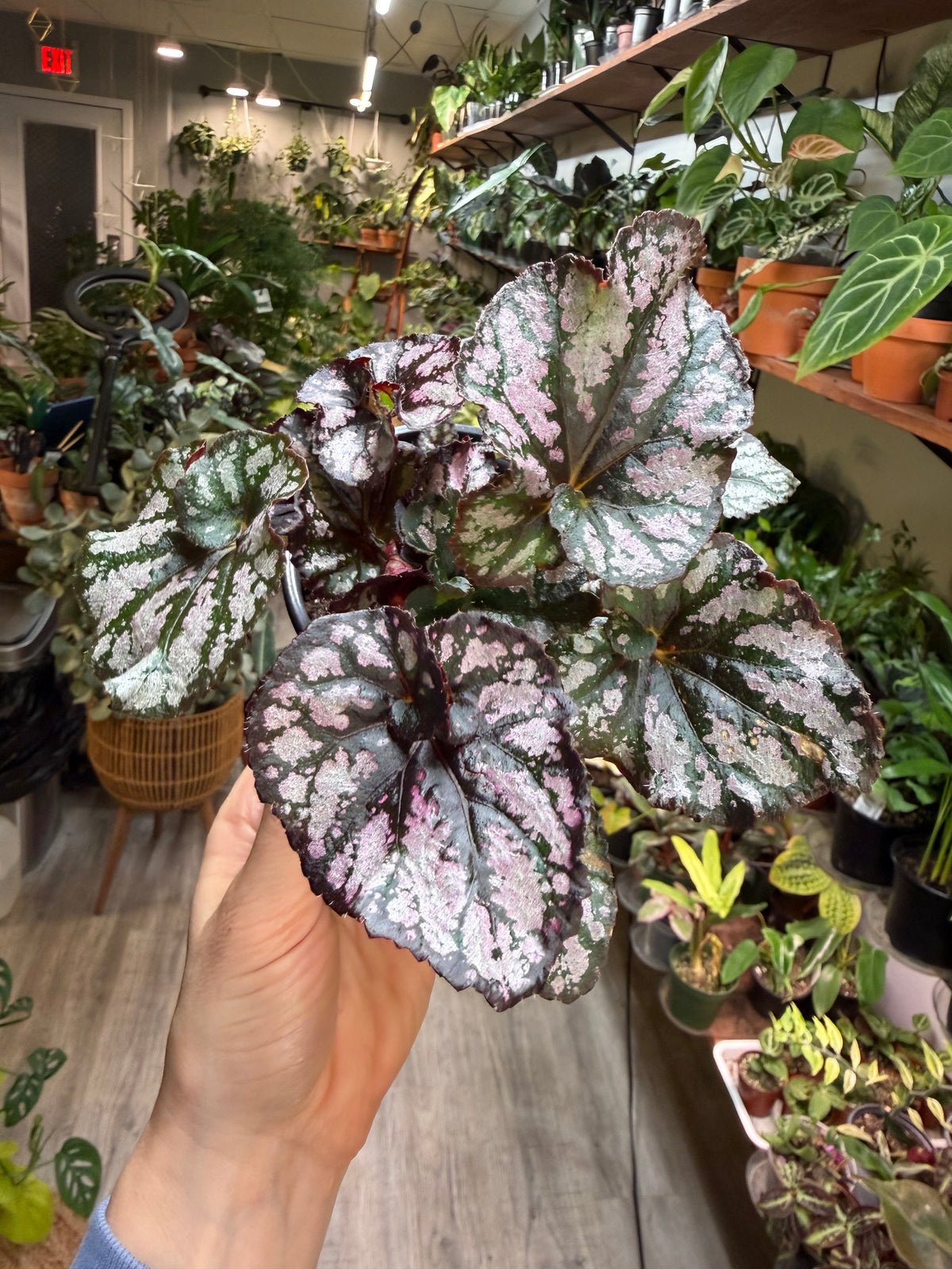 Begonia Rex 4”