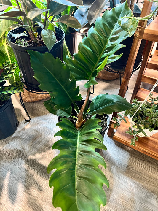 Philodendron Choco Empress 10”