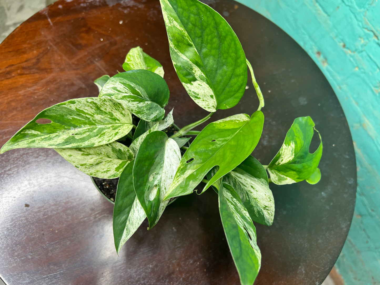 Epipremnum Pinnatum Marble Flame 4”