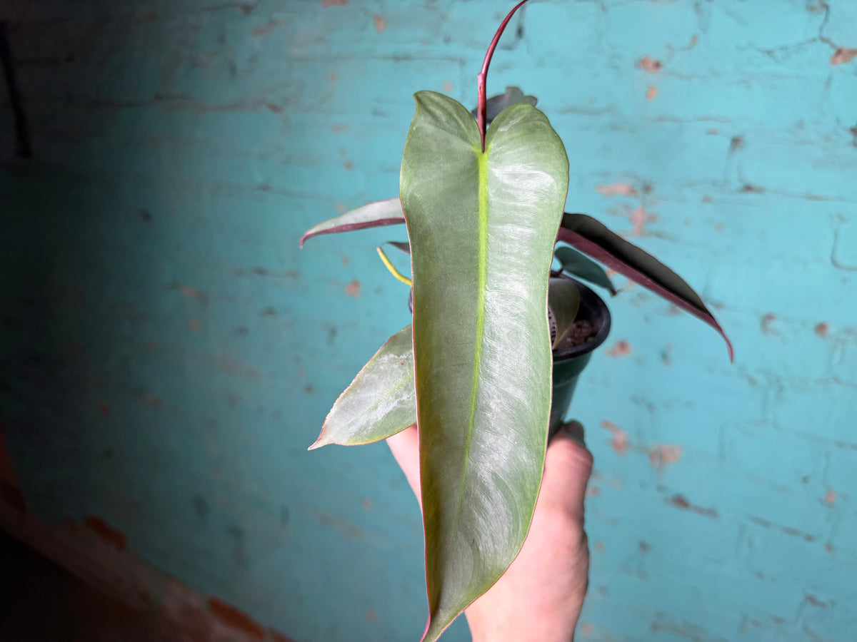 Philodendron atabapoense | Atabapo Philodendron 4”