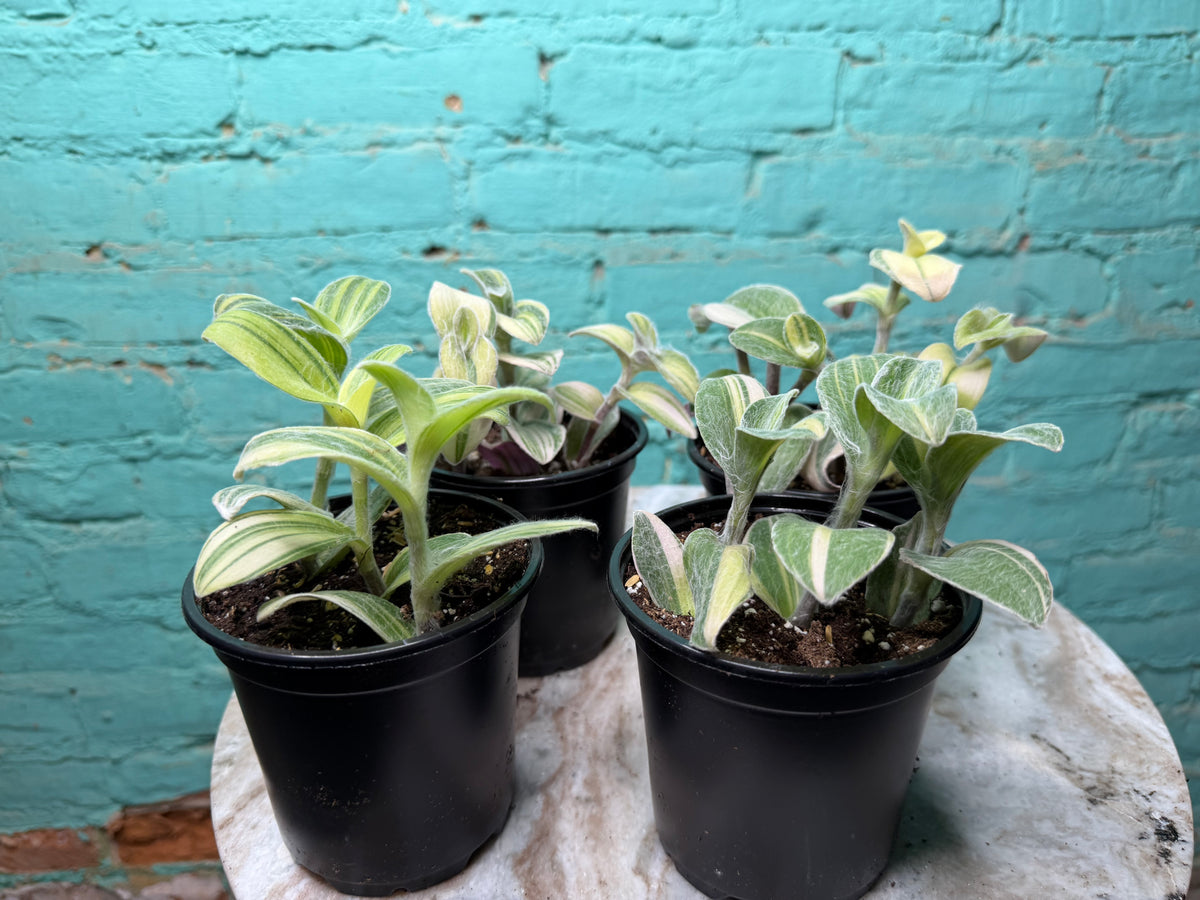Tradescantia sillamontana ‘White Velvet Tradescantia’
