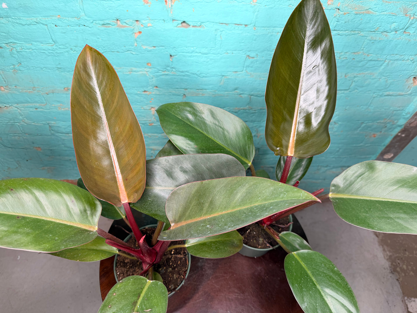 Philodendron Red Congo 6”